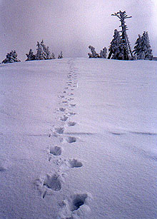 Footsteps in the snow on the way to the false summit of Bandera